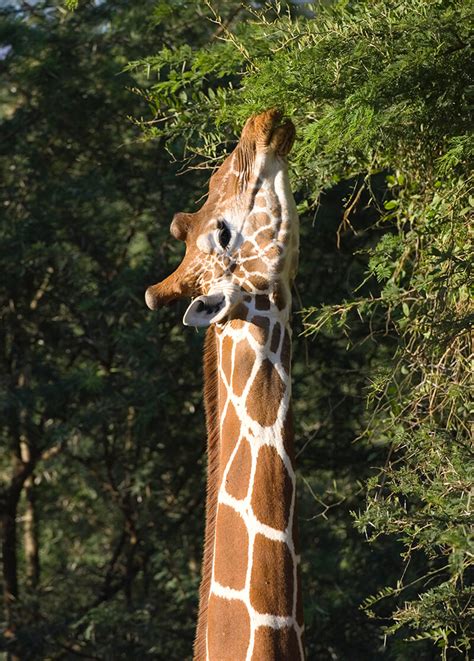 Acacia | San Diego Zoo Animals & Plants