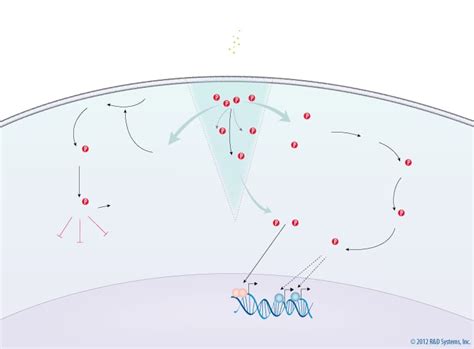 IL-7 Signaling Pathways: R&D Systems