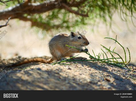 Great Gerbil ( Image & Photo (Free Trial) | Bigstock