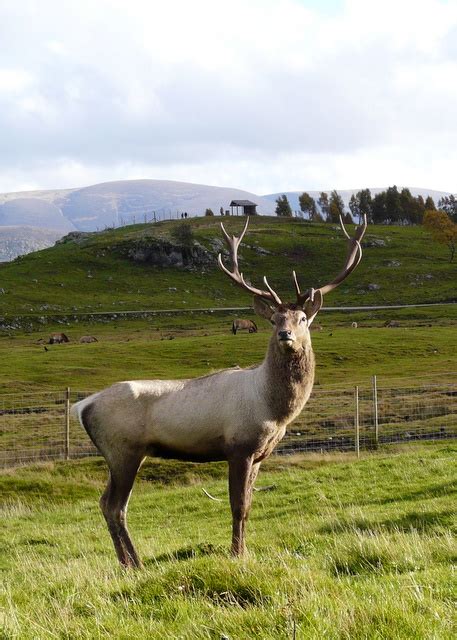 Bukhara Deer stag at Speyside Wildlife... © sylvia duckworth cc-by-sa/2.0 :: Geograph Britain ...