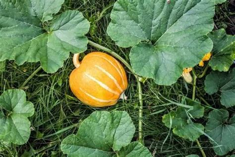 [Answered] Are Pumpkin Leaves Edible?