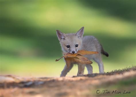 27 Baby Foxes That Are Too Cute To Be True | Bored Panda