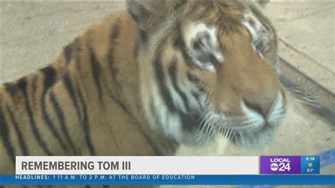 Memphis Tigers mascot TOM3 tribute Liberty Bowl Memorial Stadium ...