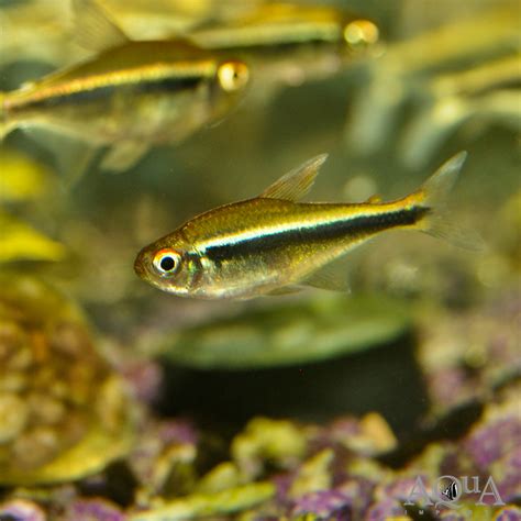 Black Neon Tetra (Hyphessobrycon herbertaxelrodi) - Aqua Imports