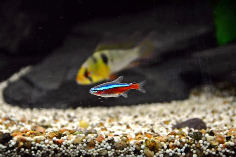 7 Interesting Flame Tetra Tank Mates Ideas For A Community Tank