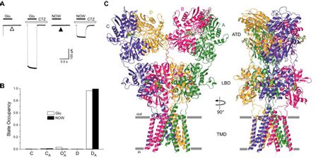 Structure of an agonist-bound ionotropic glutamate receptor (Science ...