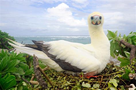 Marine Important Bird and Biodiversity Areas in the Chagos Archipelago - Marine.Science