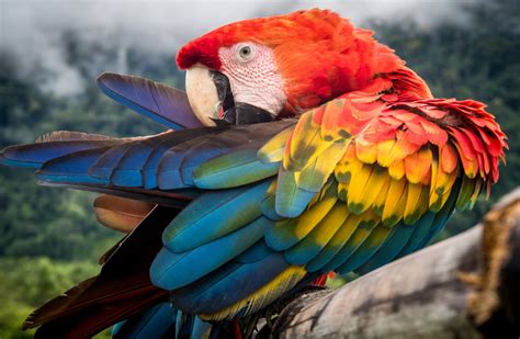 The Macaw Parrot Blog: What is a Macaw Parrot?