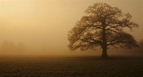 Oak Tree | In the fog, I love the symmetry of this oak on it… | Flickr