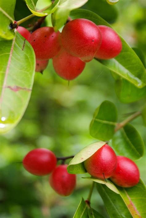 Wild cherry fruit in the forest garden 14944059 Stock Photo at Vecteezy