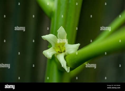 Papaya flowers are fragrant and have five cream-white to yellow-orange ...