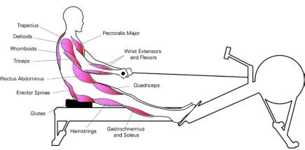 Rowing Machine Muscles: Where You Will Get Strong