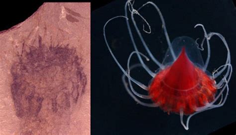 Rocks reveal oldest known jellyfish fossils