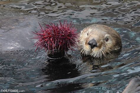 How Much Does A Sea Otter Eat A Day | UCB