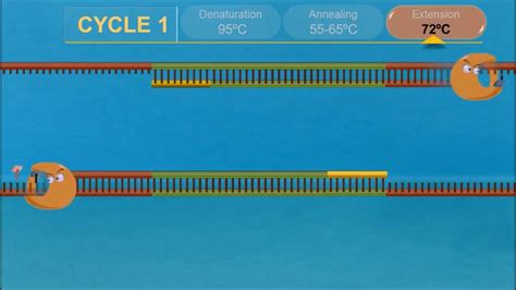 PCR Animation Video | Polymerase Chain Reaction - YouTube