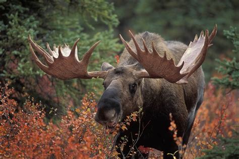 Alaska Wildlife Luxury Tours | Naturalist Guides | Alaska Private Touring