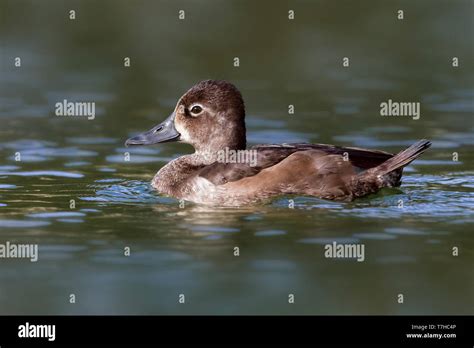 Female Ring-necked Duck Stock Photo - Alamy