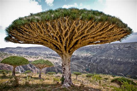 Socotra adalah Pulau di mana Dajjal Sekarang Di Belenggu | DUNIA DALAM DAKWAH