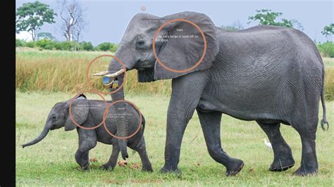 elephant adaptations by Trinity Kuwabara on Prezi