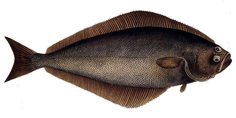 Atlantic Halibut | Natural Atlas