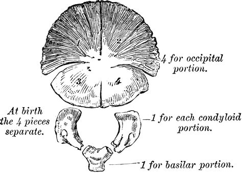 Development of Occipital Bone | ClipArt ETC