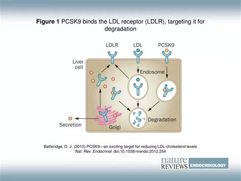 PPT - Figure 1 PCSK9 binds the LDL receptor (LDLR), targeting it for degradation PowerPoint ...