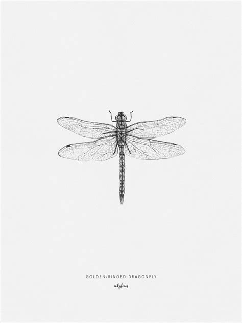 Insects - Dragonfly | Insect tattoo, Dragonfly tattoo, Dragonfly tattoo ...