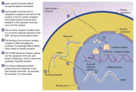 Nuclear hormone receptor signalling pathways Flashcards | Quizlet