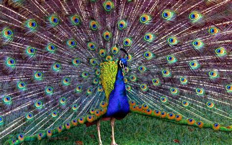 Peacock Feather Wallpaper Windows 10 - WallpaperSafari