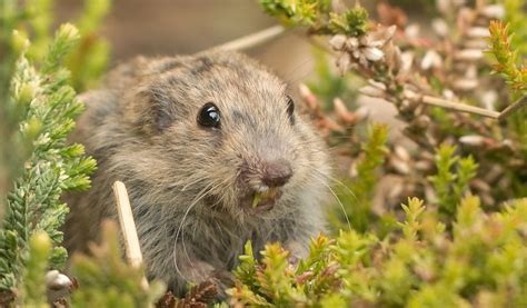 Lemmings Animal - Key Facts, Information & Habitat