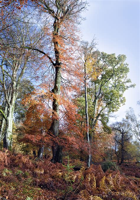 New Forest Autumn 2018. Beautiful Autumn Colours & Beech Trees