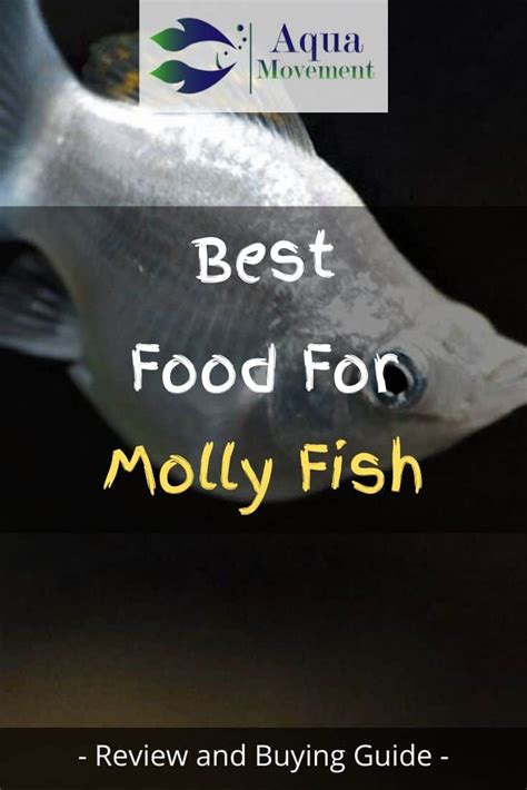 Best Fish Food for Mollies - Top 5 Review | Aqua Movement