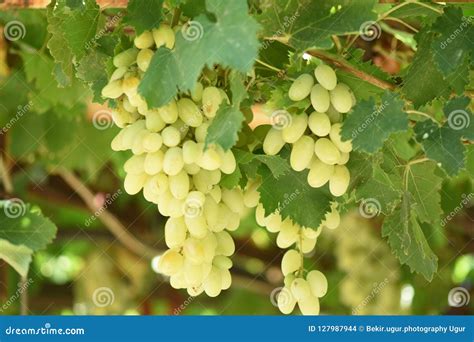 White Wine Grapes in Vineyard on a Sunny Day Stock Photo - Image of ...