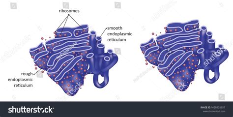 Best Endoplasmic Reticulum Royalty-Free Images, Stock Photos & Pictures ...