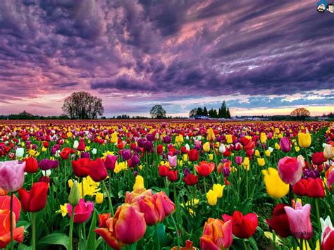 Tulips PC Wallpapers - Top Free Tulips PC Backgrounds - WallpaperAccess
