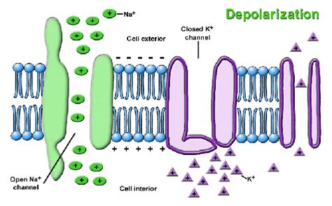 Brain Structure: Depolarization & Neurotransmitters | Online Homework ...