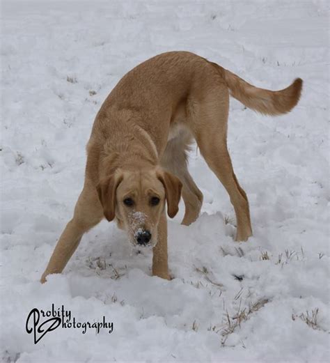 Lab - Snow ~ photo by Probity Photography | Storm photography, Stray cat, Puppy love