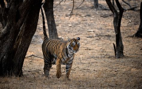 Tiger Photography Tour - Ranthambore - Wildlife Tours