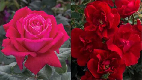 Star Roses Varieties Nab Awards for Ideal Garden Choices - Greenhouse ...