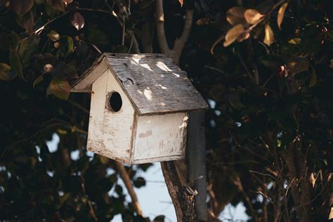 Brown Wooden Bird House Hanging on Tree · Free Stock Photo