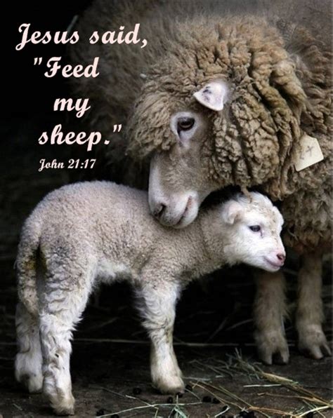 Seeds of Harvest: Jesus Said, "Feed My Sheep."(John 21:17)