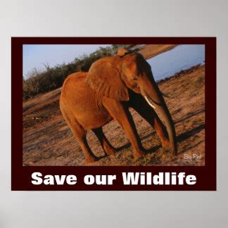 Save Wildlife Posters, Save Wildlife Prints, Art Prints, & Poster Designs | Zazzle