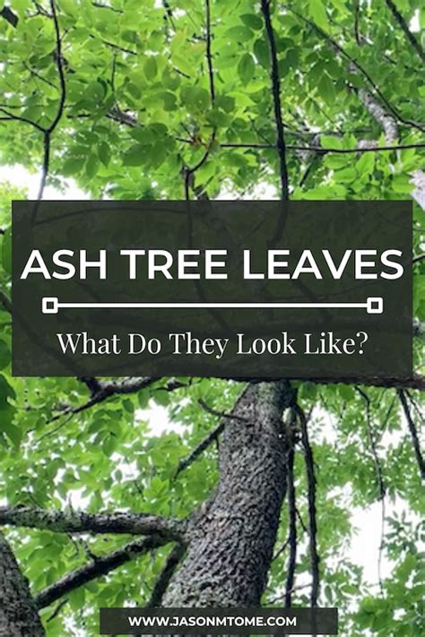 17 Species Of Ash Tree Leaves (with Pictures)