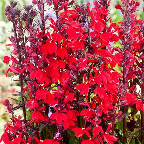 Lobelia cardinalis 'Queen Victoria' cardinal scarlet flowers 3 x 13 cm pots £11.99 -40-50 cm in ...