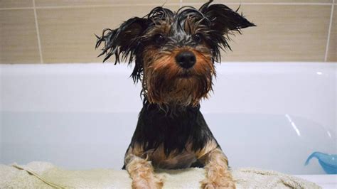 Beginner-Friendly Yorkie Grooming Tips: Last Guide You’ll Ever Need – Yorkie Grooming Pro