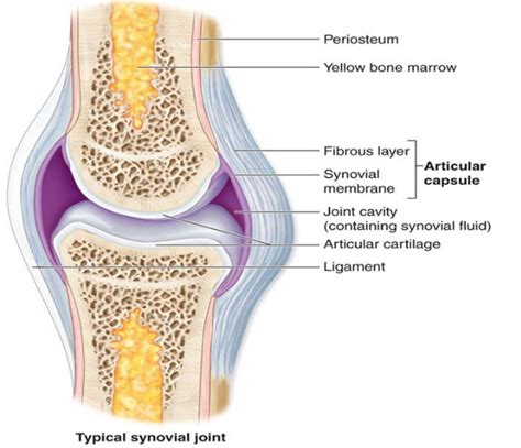 Describe the structure of synovial joint with the of a neat labelled diagram.