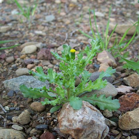 Common groundsel (Senecio vulgaris) - WeedWise Program