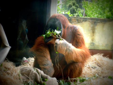 Orangutan Eating Leaves by charles-the-7 on DeviantArt