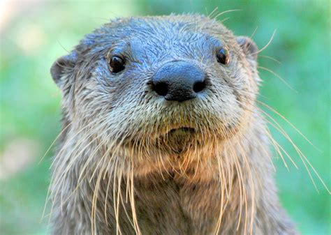 North American River Otter | Alexandria Zoo