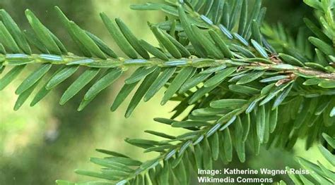 Hemlock Trees (Tsuga): Leaves, Bark, Cones (Pictures) – Identification